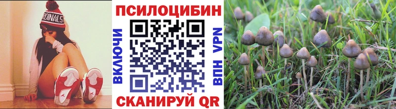Псилоцибиновые грибы Psilocybine cubensis  Нерюнгри 